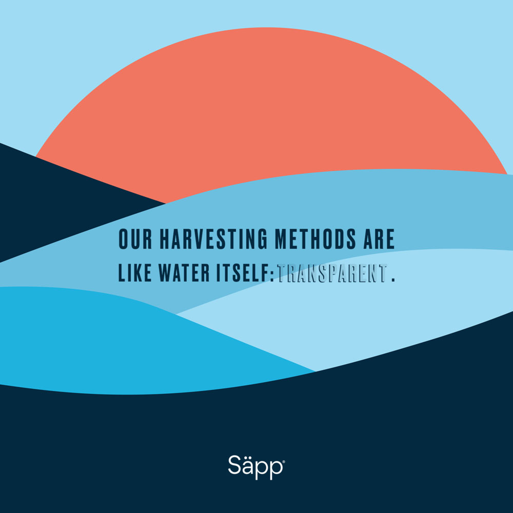 Sapp-DigitalAds-Image-7